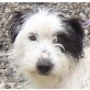 MITCH *NOTFALL*, Tibet-Terrier-Mischling - Rüde