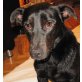 MITU, Pflegestelle Wien, KLEINER KASPER ;-) Süßer Pinscher/Dackelmix - Rüde
