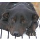 MITU, Pflegestelle Wien, ging durch die Hölle - lieber Pinscher/Dackel - Rüde