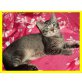 MIX Babykatzen, Maine Coon - Katze