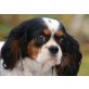 MIZZI, Pflegestelle Niederösterreich, süße, zurückhaltende Cavalier-King-Charles - Hündin