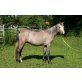 ML Achilles, Arabisches Vollblut, Araber - Hengst