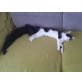 MOGLI UND MIA, 2 Katzenbabys  - Katze