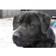 MOKKO, Pflegestelle Graz **DRINGEND**, Labrador Mix - Rüde