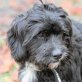 MOLL, Shi-Tzu-Mix - Rüde