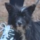 MOLLY - Linares, Terriermischling - kastriert - Hündin