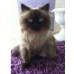 MOLLY, Perser - Katze