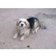 MOLLY, Yorkie-Mix - Hündin