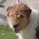 MOLYNO - Linares, Foxterrier, kastriert - Rüde
