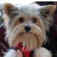 MOMO - Linares, Biewer-Yorkshire-Terrier - kastriert - Rüde