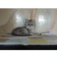 MOMO, Perser - Kater