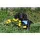MOMO, Spaniel-Mischlingsrüde - Rüde