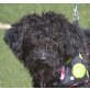 MOMO - kastriert, Pudel/Perro de Agua Mix Welpen - Hündin