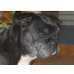 MONA 5, franz.Bulldogge - Hündin