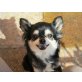 MONA, Chihuahua,liebt lange Spaziergänge - Hündin