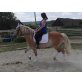 MONA Lisa, Haflinger - Stute