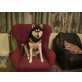 MONA, Siberian Husky - Hündin