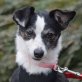 MONA - kastriert, Jack-Russell-Terrier-Mischling - Hündin