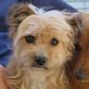 MONA - kastriert, Yorkshire-Terrier-Mischling - Hündin