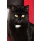 MONI (die schwarze Schönheit), Tierschutz - Katze