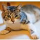 MONICA, Tierschutz - Katze