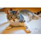 MONICA (auch Einzelhaltung), Tierschutz - Katze