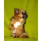 MONKEY, Chihuahua langhaariger Schlag - Rüde