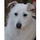 MONTECOR, Pflegestelle Österreich, Freundlich + menschenbezogen!Süßer Terriermix - Rüde