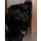 MONTINKA 2, Pflegestelle Niederösterreich, Spaniel-Mix - Hündin