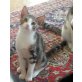 MONTY, BENGALEN-MIX - Kater