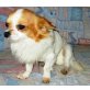 MONTY, der VERMEHRER wollte ihn töten/Chihuahua - Rüde