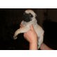 MOPS BABY DICKERCHEN, Mops Welpen - Rüde