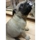 MOPS BABY WEIBCHEN SUPER SÜSS, Mops - Hündin