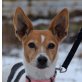 MORA - Linares, Ratonero Bodeguero Andaluz Mix, kastriert - Hündin