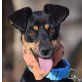 MORA - Ubeda - kastriert, Deutscher-Pinscher (Mischling?) - Hündin