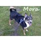 MORA.. saß ihr ganzes Leben im TH!, Mischling - Hündin