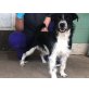 MORIC, Pflegestelle Niederösterreich, lustiger, aktiver Border Collie-Mix - Rüde