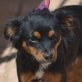 MORITZ - Linares, Pinscher-Mischling - kastriert - Rüde