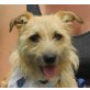 MORITZ - kastriert, Terrier Mix - Rüde