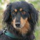 MORLY, Pflegestelle Wien, FREUND FÜRS LEBEN Sheltie/Dackel-Mix - Rüde