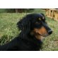 MORLY, Pflegestelle Wien, liebesbedürftiger, süßer Sheltie/Dackelmix - Rüde