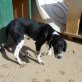 MORO, Pointer Mix - Rüde