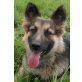 MORZI Mia, Pflegestelle Wien, Deutscher Schäferhund - Hündin