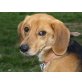 MOUK, Pflegestelle Wien, superlieber Beaglemixbub - Rüde