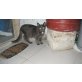 MOUSY, Norw. Waldkatzen Mix - Kater
