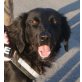 MR. GOLD - Pflegestelle Österreich, Flat Coated Retriver-Mix - Rüde