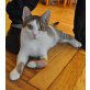 MR. SPOCK 3 1/2 beiniger Tierschutz - Kater