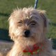 MUFFIN - Linares, Yorkshireterrier-Mischling - kastriert - Hündin