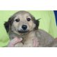 MUGGI, Spaniel/Maltesermix,Pflegestelle Wien Welpen - Hündin