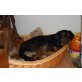 MUKY, Pflegestelle Wien, unterehmungslustiger Pinscher/Brackenmix - Rüde